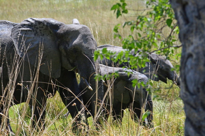 Eine Gruppe von Elefanten im Kwedi-Gebiet des Okavango-Deltas, etwa 30 km nördlich von Mombo. Foto: epa/Gernot Hensel