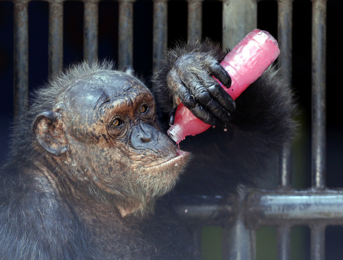Nicht nur den Menschen, auch den Tieren macht die Tropenhitze zu schaffen. Wie diesem Schimpansen in einem Bangkoker Zoo, der sich mit gefrorenem Fruchtsaft Erfrischung verschafft. Foto: epa/Rungroj Yongrit