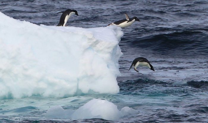 Adelie-Pinguine springen von einer Eisscholle in der westlichen Antarktis. Foto: Yonhapnews Agency/Epa/dpa