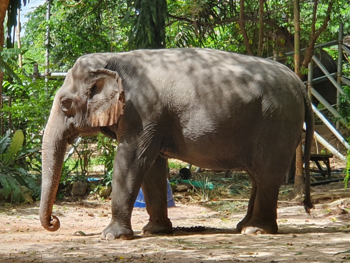 Domestizierter Elefant in Pattayas Elephant Village. Foto: Jahner