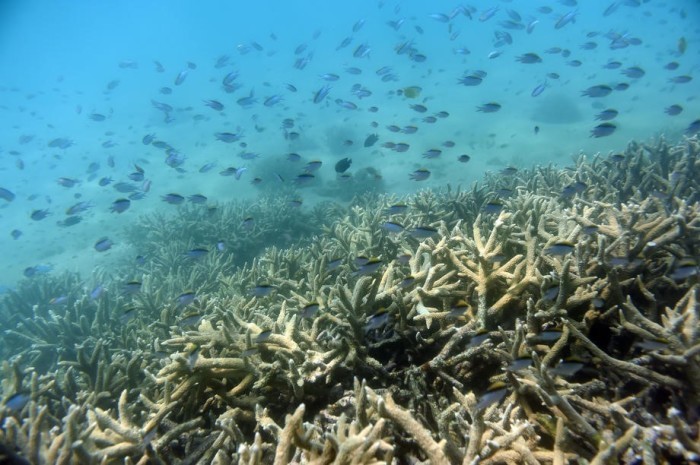 Tropische Fische schwimmen an den Rändern eines Korallenriffs vor Great Keppel Island, Queensland. Foto: epa/Dan Peled