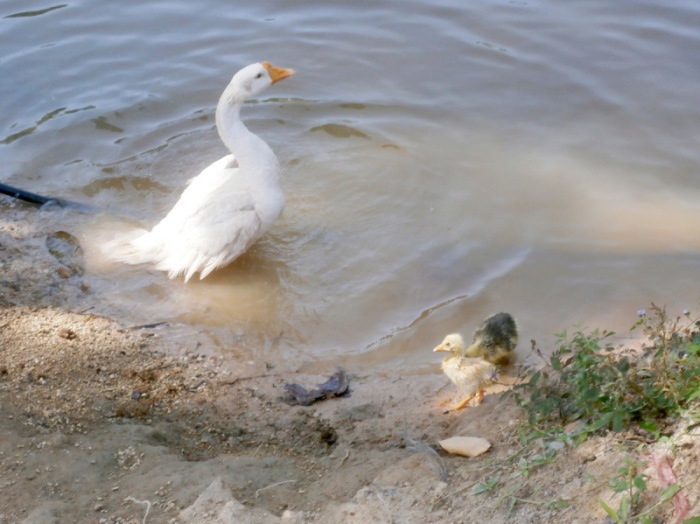 Bereits am zweiten Tag zog es „Mutter“ mit ihren Ku­ckuckskindern ans Wasser, schwimmen werden sie später. Fotos: hf