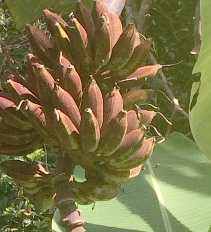 Rostbraun sind diese Bananen, sie sehen nicht gerade appetitlich aus, doch sie schmecken am Ende hervorragend. Fotos: hf