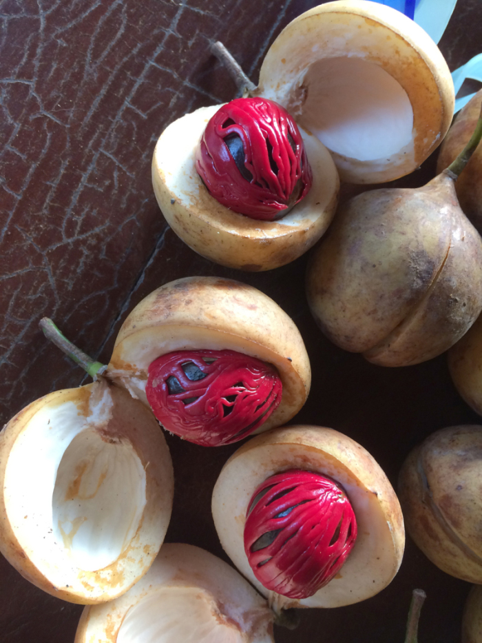 Diese Nüsse sehen nicht nur fantastisch aus, sie schme­cken auch ganz besonders hintergründig, ein tolles Gewürz! Fotos: hf