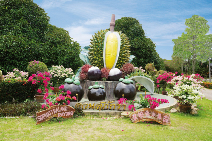 Frisch vom Baum in den Mund, im Suphattra Land in Rayong sowie in vielen anderen Plantagen der Ostküste kein Problem. Foto: bj