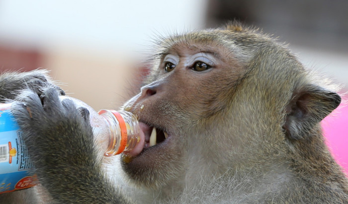 Durstige Affen bekommen Trinkwasser per Boot