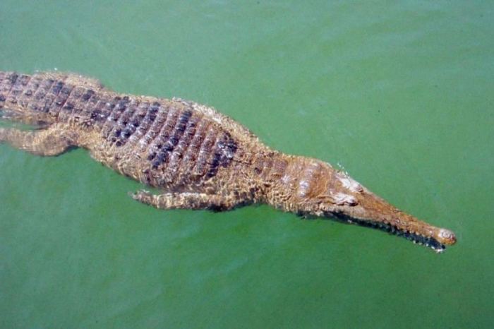 Süßwasser-Krokodil (Archivbild). Foto: Phuket Gazette