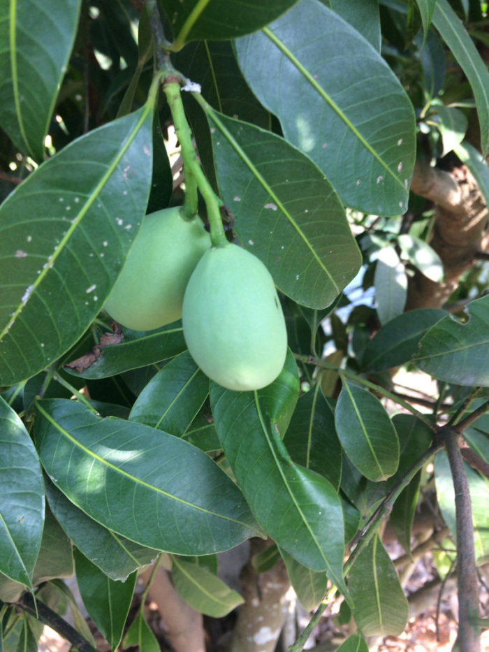 Zunächst sind die Maprang-Früchte grün. Fotos: hf