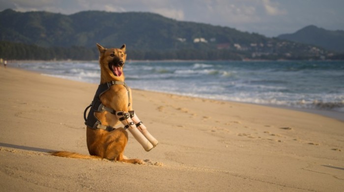 Cola verlor bei einem Angriff mit einem Schwert beide Vorderbeine. Die Soi Dog Foundation verhalf dem Hund mit zwei Prothesen zu einem neuen Leben. Fotos: Soi Dog