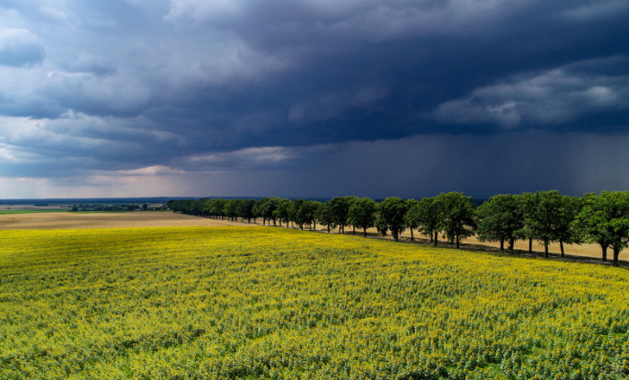 Gewitterwolken ziehen über die Landschaft mit einem Sonnenblumenfeld im Landkreis Oder-Spree. Foto: Patrick Pleul/Dpa-zentralbild/dpa