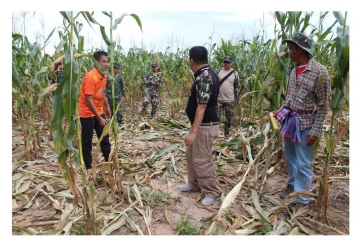 Farmer untersuchen den entstandenen Schaden. Foto: The Nation