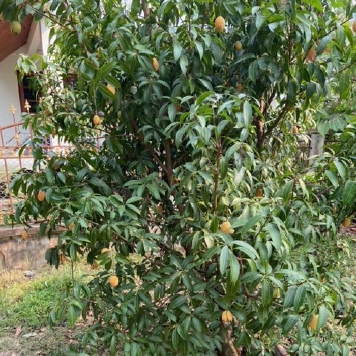 Mango-Pflaumen versüßen einem die herrschende Hitze im April, sie erinnern einen an Aprikosen. Fotos: hf