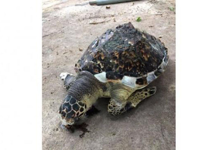 Die Echte Karettschildkröte ist ein Vertreter der Meeresschildkröten und vom Aussterben bedroht. Foto: The Thaiger