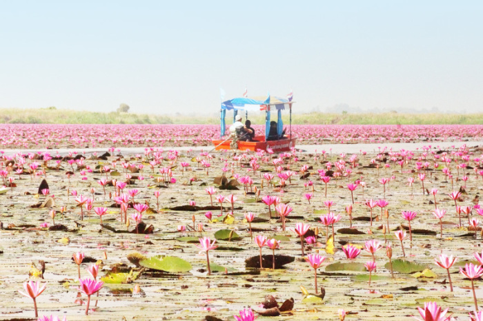 Knapp drei Monate lang stehen die Seerosen des Talay Buadaeng in voller rosaroter Blüte und verleihen diesem Ausflugsziel einen unverwechselbaren Charme. Fotos: Jahner