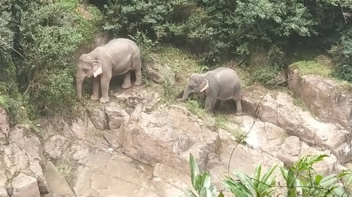 Zwei der geretteten Elefanten der Herde. Foto: The Nation