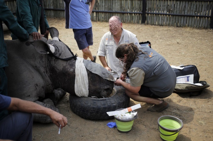 Südafrika Saving the Survivors Nashorn-Wilderei. Foto: epa/Kim Ludbrook
