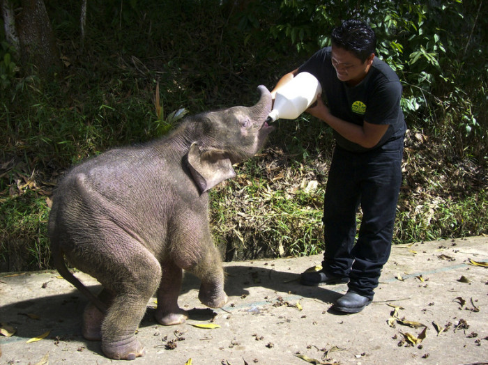 Archivfoto: epa/Sabah Wildlife Department/Hand