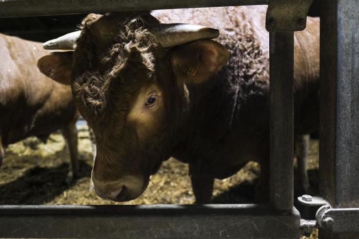 Ein Stier wird auf dem Bauernhof in Laiche gefüttert. Foto: epa/Julien Warnand