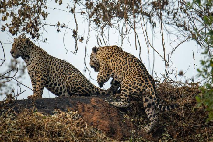 Zwei Jaguare ruhen in der Nähe von Porto Jofre im Bundesstaat Mato Grosso. Foto: epa/Carlos Ezequiel Vannoni