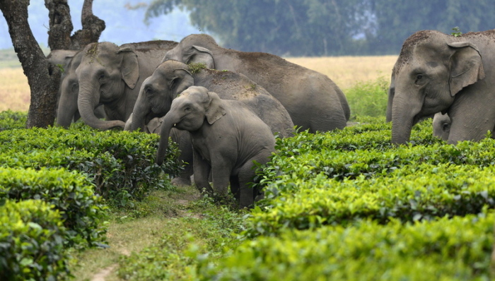 Eine Herde wilder Elefanten zusammen mit Neugeborenen durchquert einen Teegarten, um ein Reisfeld im Sonitpur-Distrikt von Assam, etwa 300 km von der Stadt Guwahati zu betreten. Foto: EPA/Dpa