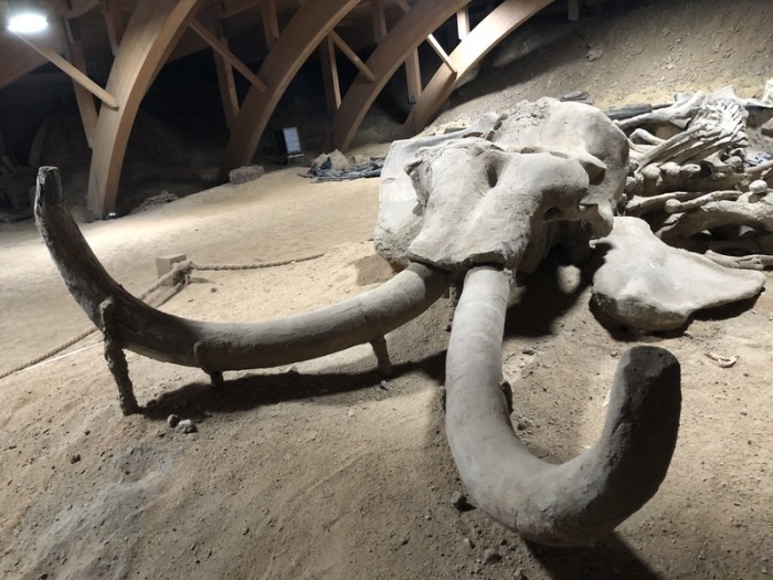 Serbien, Kostolac: Überreste eines rund eine Million Jahre alten versteinerten Mammutskeletts im Viminacium-Museum. Foto: Boris Babic/dpa