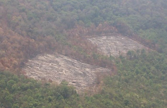 Mit einem groß angelegten Aufforstungsprojekt sollen Chiang Mais Wälder wieder ergrünen. Foto: The Thaiger
