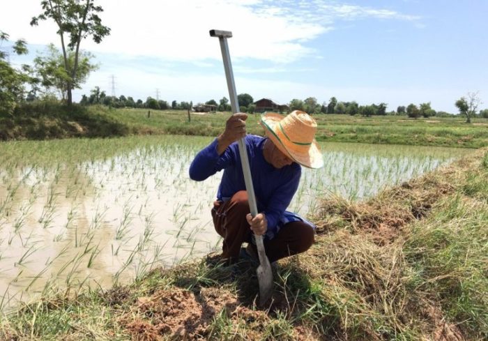 Die Coronavirus 5.000-Baht-Monatshilfe an Landwirte ausgeweitet. Foto: Khaosod