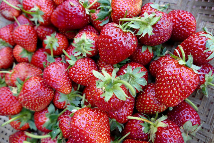 Die Erdbeeren zählen zu den Sammelnussfrüchten und sind keine Beeren. Wir genießen lediglich eine Scheinfrucht. Aber das weiß ja inzwischen wirklich jeder.