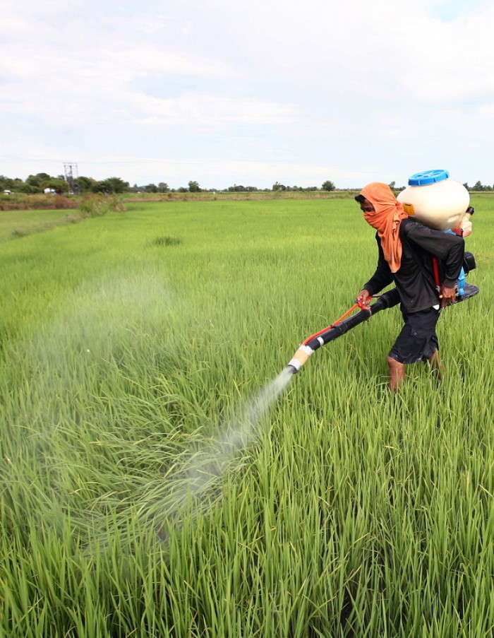 Drei gefährliche Herbizide sollen in Thailand verboten werden. Foto: epa/Narong Sangnak