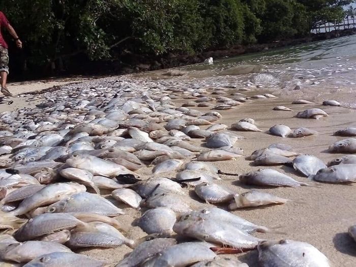 Am Strand von Koh Naka Yai wurden unzählige tote Ponyfische an Land gespült. Foto: The Thaiger