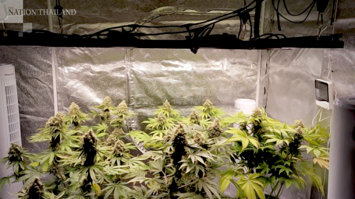 In drei Gewächshäusern soll der Ausländer Cannabispflanzen angebaut haben. Foto: The Nation