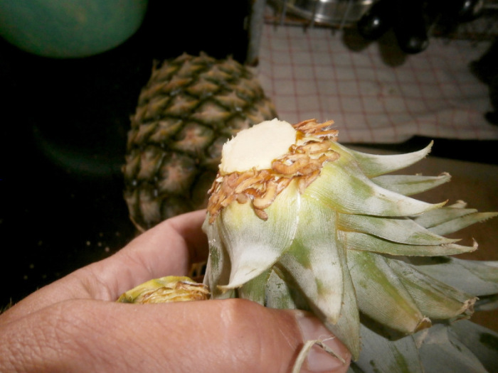 Schneidet man einer Ananas den Schopf ab und enfernt die untersten Blätter, findet man oft schon Wurzeln.
