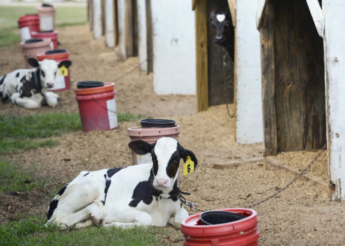 Neugeborene Kälber sind in der Dixie Ridge Dairy in Eatonton zu sehen. Foto: epa/Erik S. Lesser