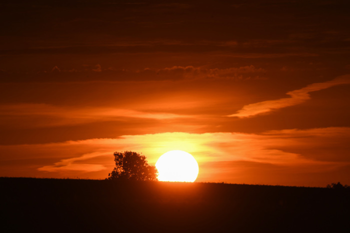 Die aufgehende Sonne taucht den Himmel über einer Baumgruppe auf einer Wiese am Peenestrom nahe Wolgast in ein warmes Licht. Foto: Stefan Sauer/Dpa-zentralbild/dpa