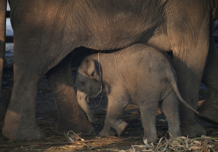Elefantenkralbetreiber suchen Hilfe von der Regierung. Foto: epa/NARONG SANGNAK