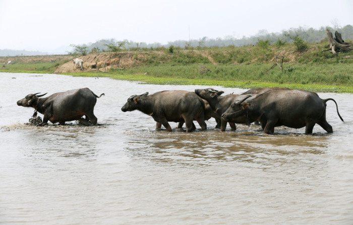 Wasserbüffel, die sich abkühlen und einen Bach in der Provinz Lampang überqueren. Foto: epa/Rungroj Yongrit