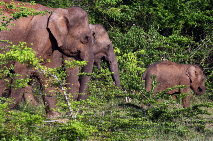Wildlebende Elefanten in Sri Lanka. Foto: epa/M.a.pushpa Kumara