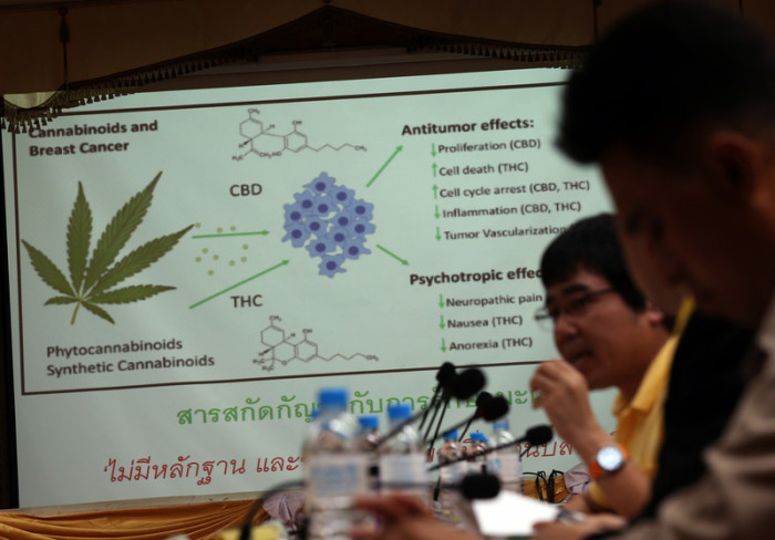 Cannabis-Forscher aus aller Welt werden am „Cannabis World Congress 2019“ in Hat Yai teilnehmen. Foto: epa/Narong Sangnak