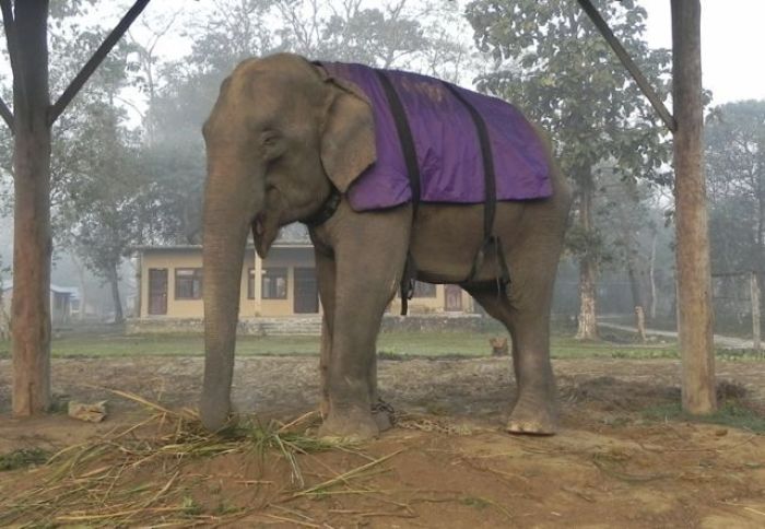 «Ohne Ketten heißt ohne Schmerz» lautet das Projekt von Carol Buckley. Sie will in Nepal möglichst viele Elefanten von ihren Fußketten befreien. Das bleibt nicht ohne Widerstände. Foto: www.carolbuckley.com