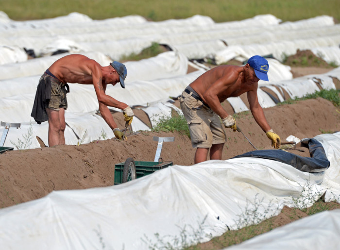 Erntehelfer arbeiten auf einem Spargelfeld in der Nähe von Klaistow. Foto: epa/Ralf Hirschberger