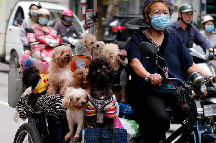 Ein Frau mit Gesichtsmaske fährt mit ihrem Fahrrad, beladen mit Hunden, in einer Straße in Hanoi. Foto: epa/Luong Thai Linh