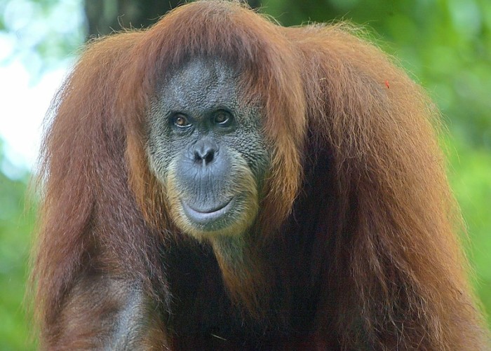  Ein im Zoo lebender Orang-Utan. (Archivbild). Foto: epa/Ahmad Yusni