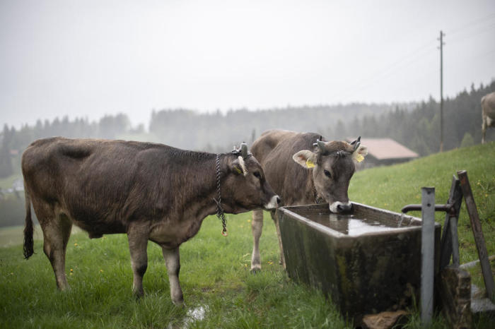 Kühe am Viehtrog beim Almabtrieb der Familie Widmer auf der Alp. Foto: epa/Gian Ehrenzeller