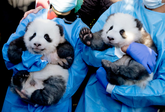 Die Panda-Zwillings-Männchen Meng Yuan (l) und Meng Xiang werden bei der Bekanntgabe ihrer Namen und ihres Geschlechts im Berliner Zoo von zwei Tierpflegern gehalten. Foto: Christoph Soeder/Dpa