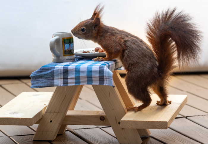 Ein rotes Eichhörnchen futtert auf einer extra angefertigten kleinen Bierbank, die auf einem Balkon steht, Nusskerne von einem kleinen Teller. Die Holzkonstruktion haben sich befreundete Kinder der Familie einfallen las... Foto: Peter Kneffel/dpa