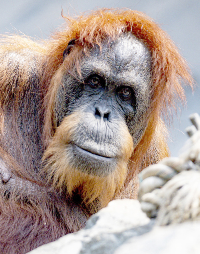 Die 58-jährige Orang-Utan Dame Bella sitzt in ihrem Gehege im Tierpark Hagenbeck. Die rothaarige Bella gilt dem Hamburger Tierpark zufolge als der wohl älteste Orang-Utan der Welt. Foto: Axel Heimken/dpa