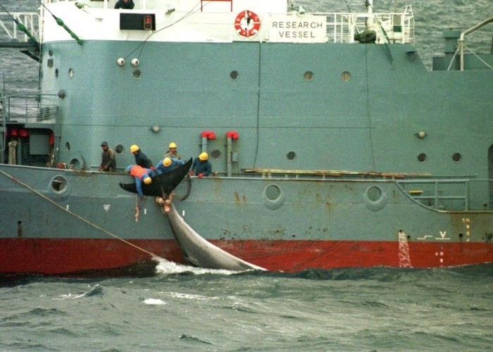 Walfänger auf dem Fangschiff 