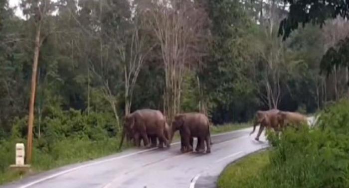 Wilde Elefanten stellen im Kaeng-Krachan-Nationalpark eine Gefahr für Autofahrer dar, weshalb die Parkverwaltung sie zu besonderer Vorsicht aufruft. Foto: The Nation