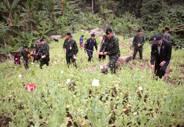 Soldaten zerstören ein Opiumfeld im Bezirk Mae Taeng. Archivbild: epa-efe/Songmong