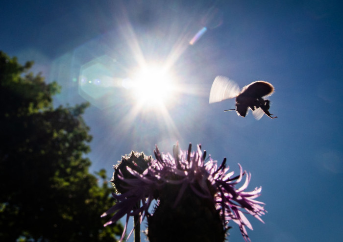 Eine Wildbiene fliegt vor dem strahlend blauen Himmel zu einer Blüte auf einer Wiese. Foto: Frank Rumpenhorst/Dpa